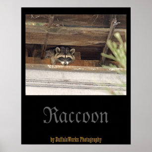 Affiche de Raton laveur drogué
