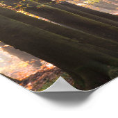 Affiche de rayons de soleil dans une forêt automna (Coin)
