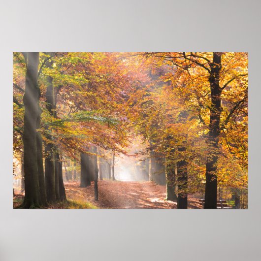 Affiche de rayons de soleil dans une forêt automna (Devant)
