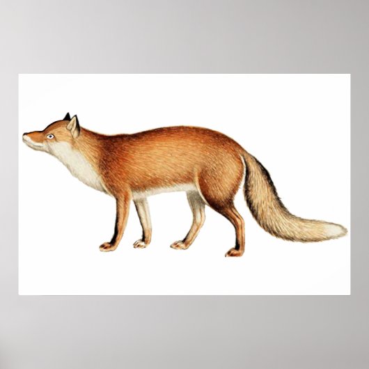 Affiche de renard (Devant)