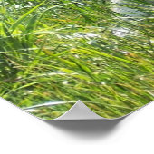 Affiche de renard arctique (Coin)