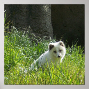 Affiche de renard arctique