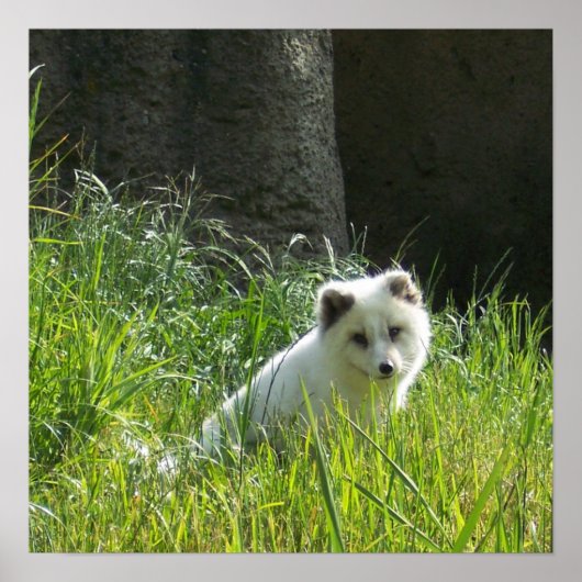 Affiche de renard arctique (Devant)