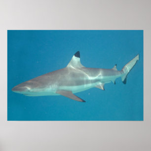 Affiche de requin nageant sous l'eau