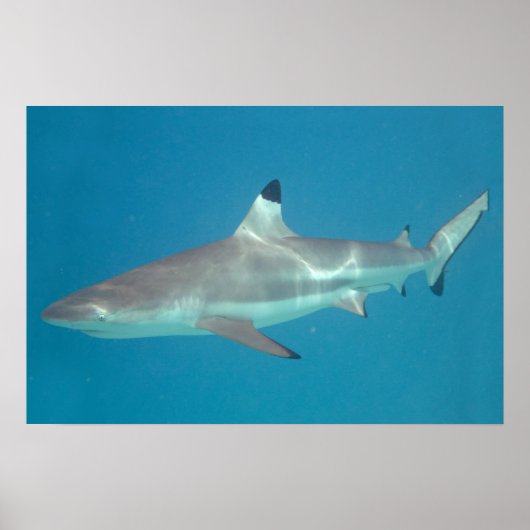 Affiche de requin nageant sous l'eau (Devant)