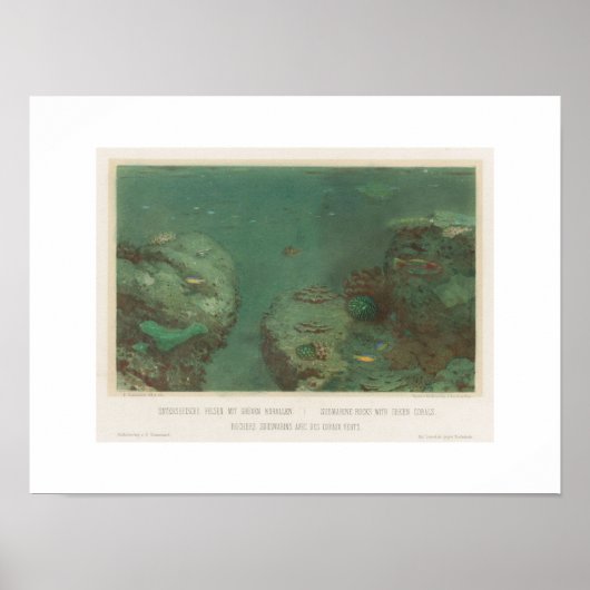 Affiche de rochers sous-marins avec coraux verts ( (Devant)