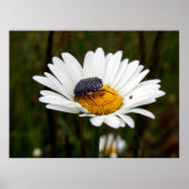 Affiche de Rose Beetle (Devant)