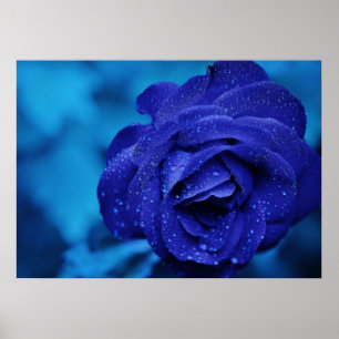 Affiche de rose de bleu