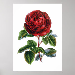 Affiche de rose rouge