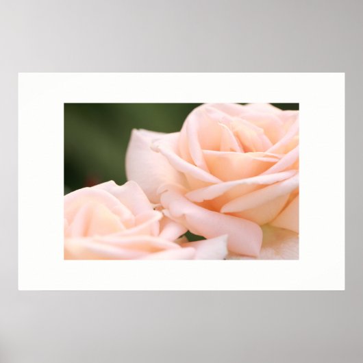 Affiche de roses crème magnifiques (Devant)