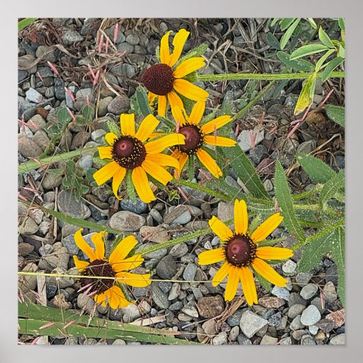 Affiche de Rudbeckias (Devant)