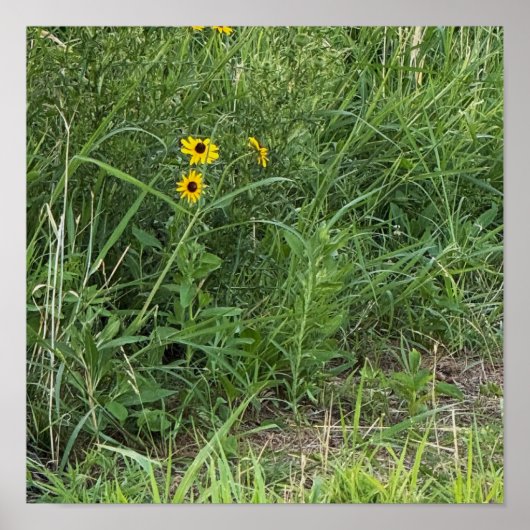 Affiche de Rudbeckias (Devant)