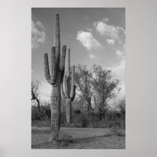 Affiche de Saguaro de l'Arizona