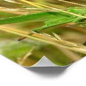 Affiche de sauterelle (Coin)