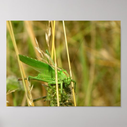 Affiche de sauterelle (Devant)