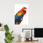 affiche de scarlet macaw (Bureau à domicile)