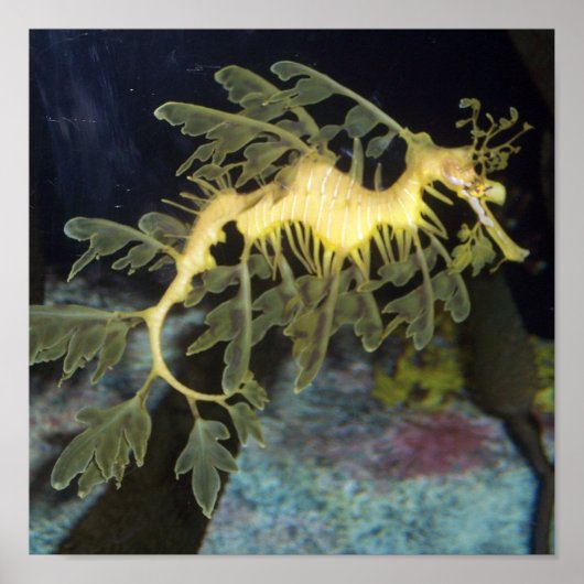 Affiche de Seahorse (Devant)