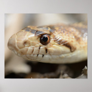 Affiche de serpent de Gopher de la Californie