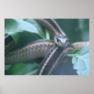 Affiche de serpent de jarretière