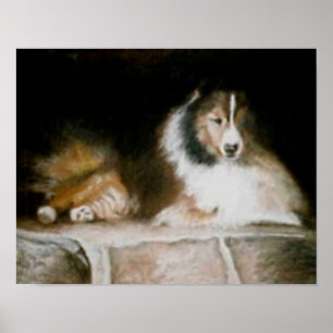Affiche de Sheltie