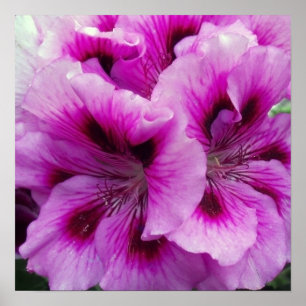 Affiche de soin de géranium