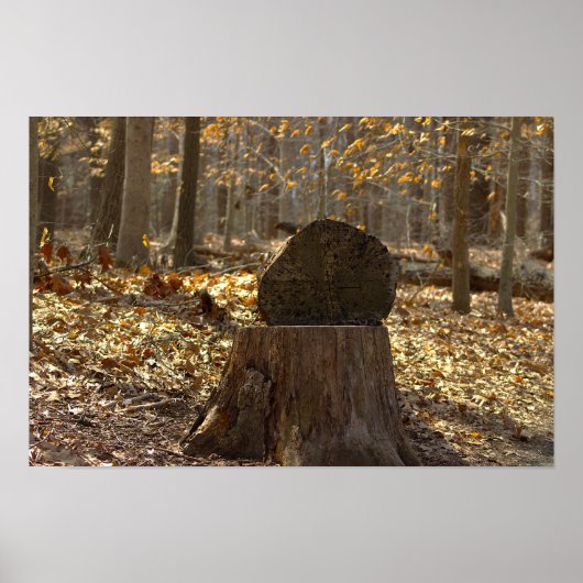 Affiche de souche d'arbre dans les bois (Devant)
