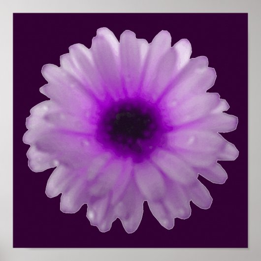 Affiche de Souci Blanc et Violet (Devant)