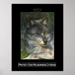 Affiche de soutien à la faune GRAY WOLF