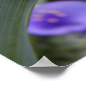 Affiche de Spiderwort (Coin)