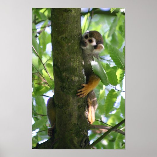 Affiche de Squirrelmonkey (Devant)