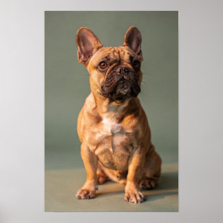 Affiche de studio de Faon Bouledogue Français Sage