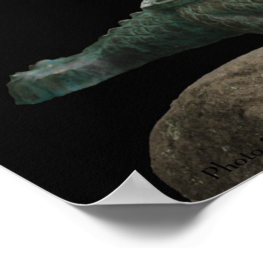 Affiche de succès de la tortue dragon (Coin)