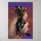 Affiche de Sugar Glider (Devant)