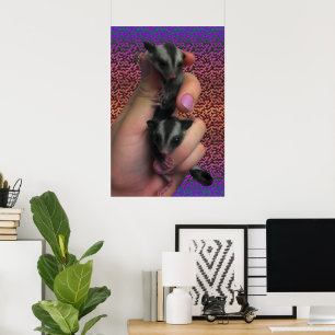 Affiche de Sugar Glider