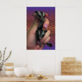 Affiche de Sugar Glider (Cuisine)