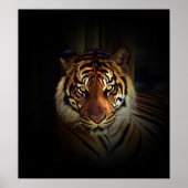 Affiche de Sumatran Tiger (Devant)