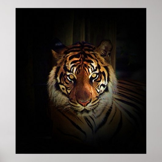 Affiche de Sumatran Tiger (Devant)