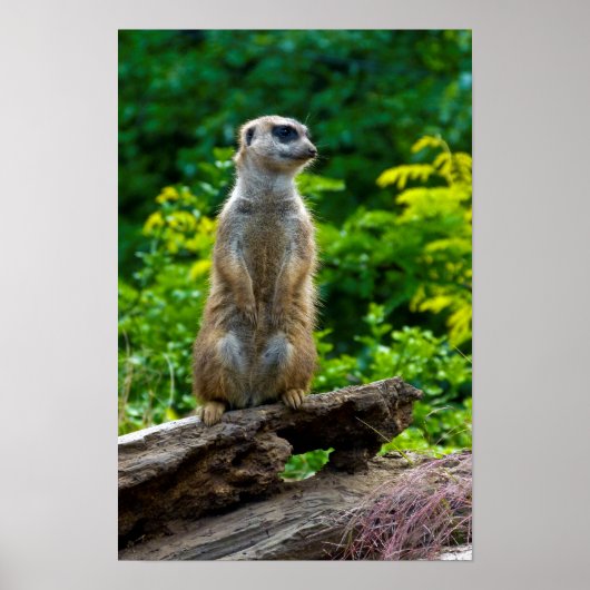 Affiche de suricate (Devant)