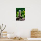 Affiche de suricate (Cuisine)