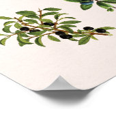 Affiche de tableau de plante verte Herbarium Vinta (Coin)