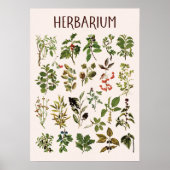Affiche de tableau de plante verte Herbarium Vinta (Devant)