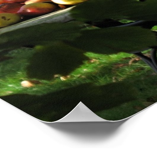 Affiche de temps de récolte (Coin)