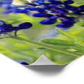 Affiche de Texas Bluebonnets (Coin)