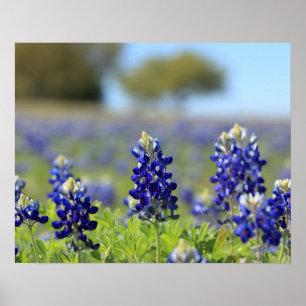 Affiche de Texas Bluebonnets