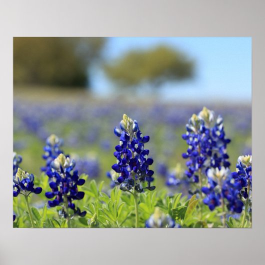 Affiche de Texas Bluebonnets (Devant)