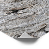 Affiche de texture d'écorce d'olivier ancien (Coin)