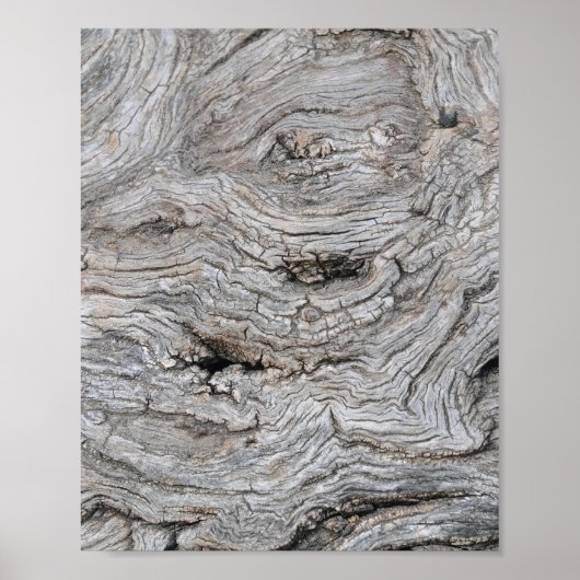 Affiche de texture d'écorce d'olivier ancien (Devant)