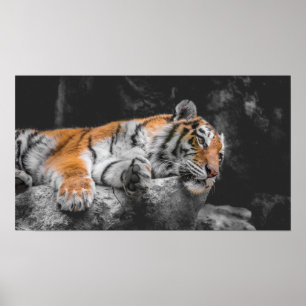 Affiche de tigre