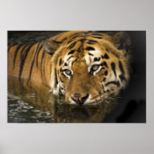 affiche de tigre (Devant)