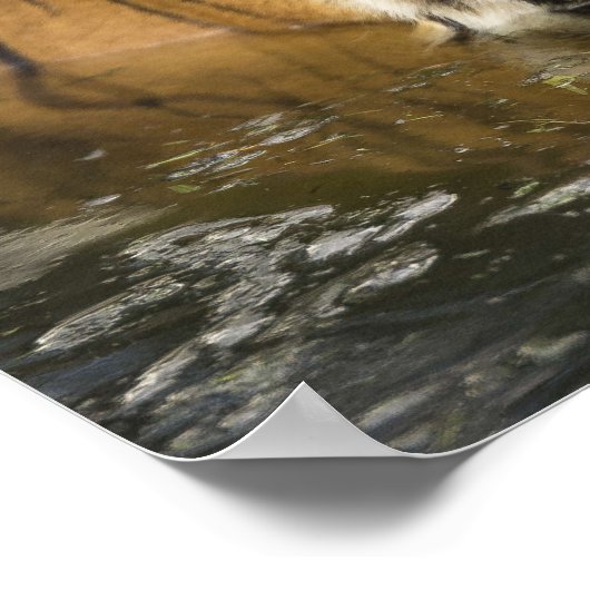 affiche de tigre (Coin)